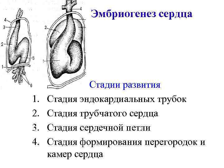 Развитие сердца презентация