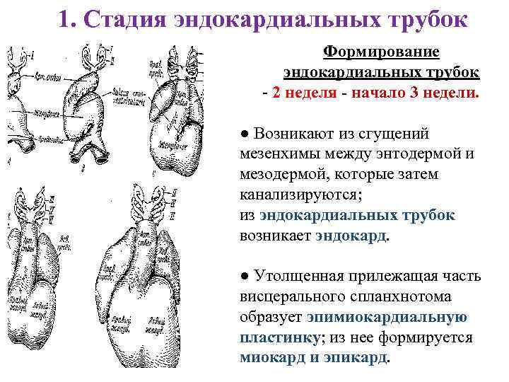 1. Стадия эндокардиальных трубок Формирование эндокардиальных трубок - 2 неделя - начало 3 недели.