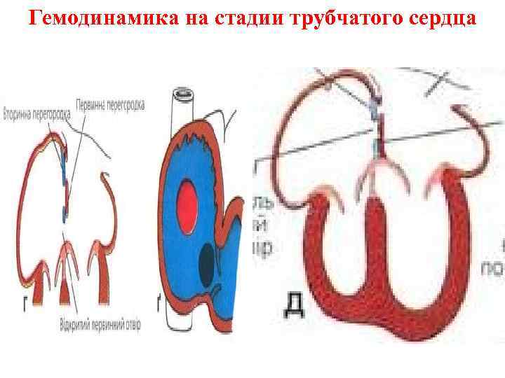 Гемодинамика на стадии трубчатого сердца 
