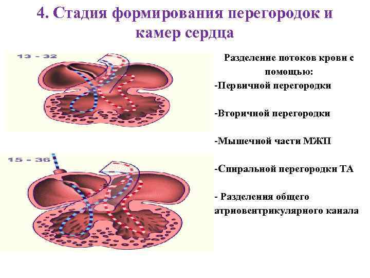4. Стадия формирования перегородок и камер сердца Разделение потоков крови с помощью: -Первичной перегородки