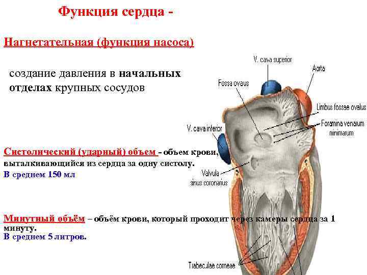 Функции сердца