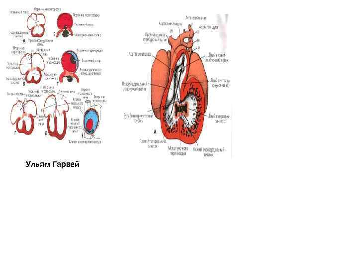 Ульям Гарвей 