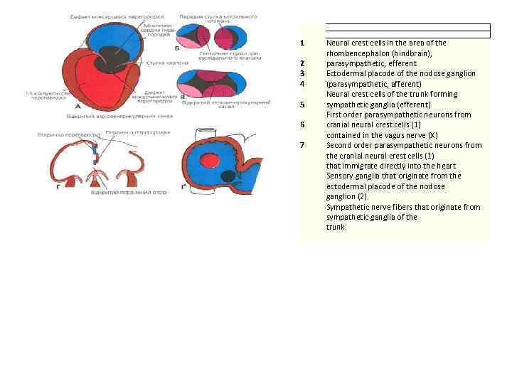 1 2 3 4 5 6 7 Neural crest cells in the area of