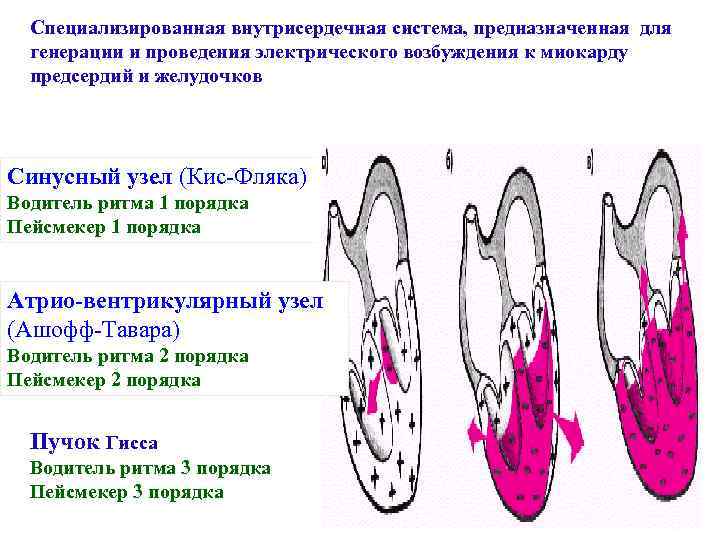 Схема внутрисердечной рефлекторной регуляции сердца