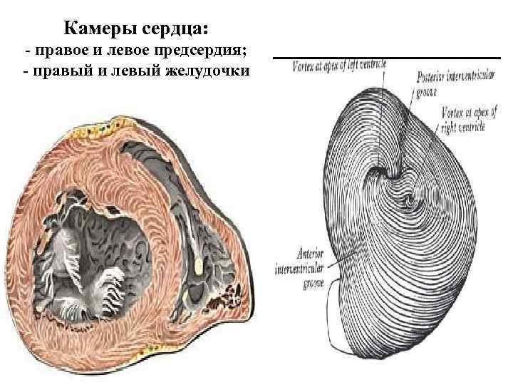 Камеры сердца: - правое и левое предсердия; - правый и левый желудочки 