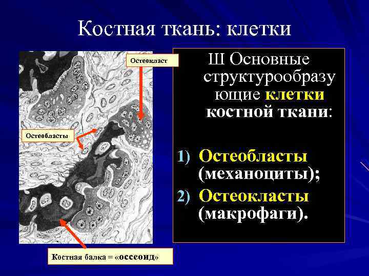 Костная ткань: клетки Остеокласт Ш Основные структурообразу ющие клетки костной ткани: Остеобласты 1) Остеобласты