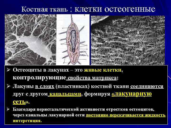 Остеоциты функции. Клетки костной ткани остеоциты. Остеоциты микроскопия. Источник развития остеоцитов. Отростки остеоцитов.