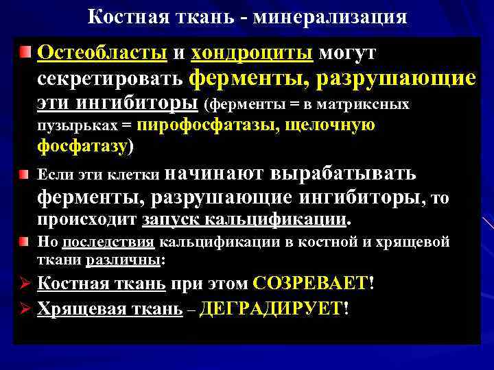 Костная ткань минерализация Остеобласты и хондроциты могут секретировать ферменты, разрушающие эти ингибиторы (ферменты =
