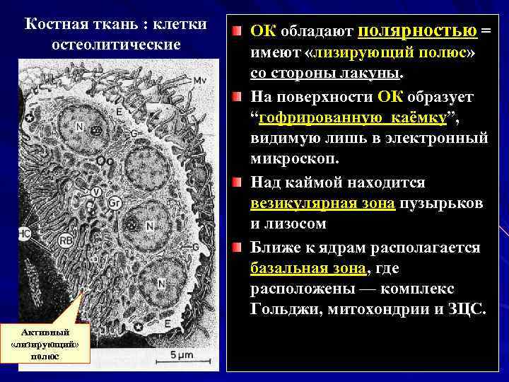 Костная ткань : клетки остеолитические Активный «лизирующий» полюс ОК обладают полярностью = имеют «лизирующий