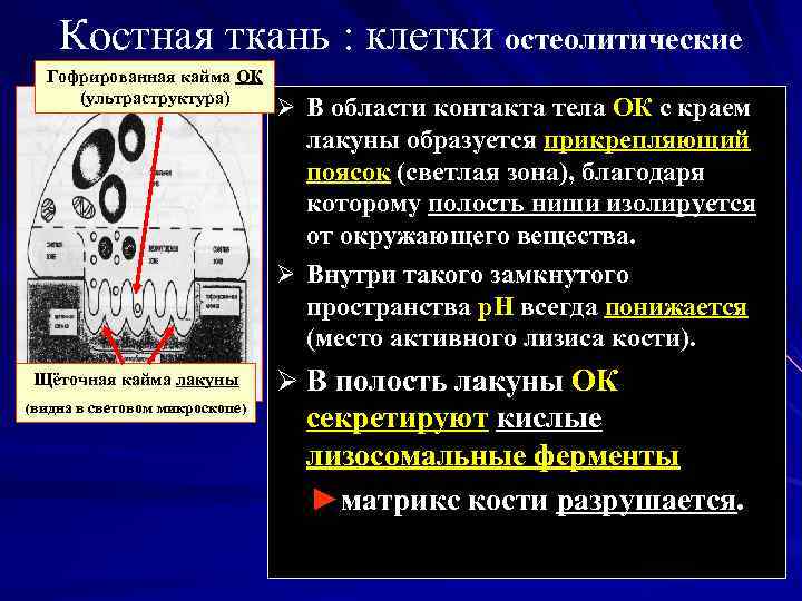 Костная ткань : клетки остеолитические Гофрированная кайма ОК (ультраструктура) Ø В области контакта тела