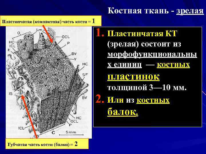 Костная ткань зрелая Пластинчатая (компактная) часть кости = 1 1. Пластинчатая КТ 2. Губчатая