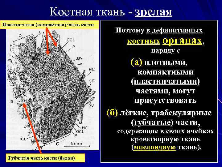Костная ткань - зрелая Пластинчатая (компактная) часть кости Поэтому в дефинитивных костных органах, наряду
