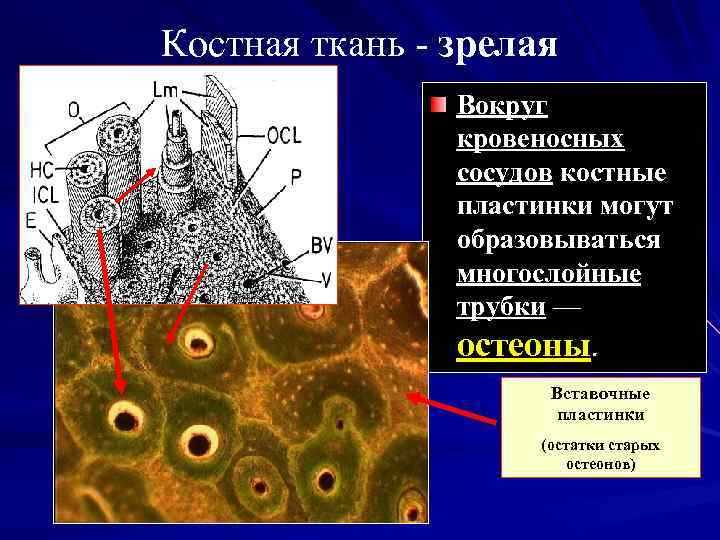 Костная ткань - зрелая Вокруг кровеносных сосудов костные пластинки могут образовываться многослойные трубки —