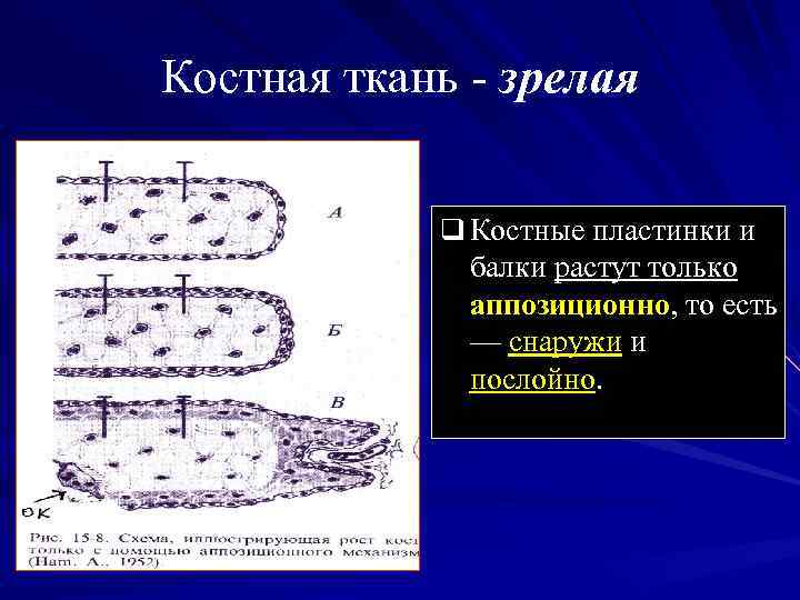 Костные пластинки. Механизм минерализации костной ткани. Зрелая костная ткань:. Аппозиционный рост костной ткани. Балки костные пластинки.