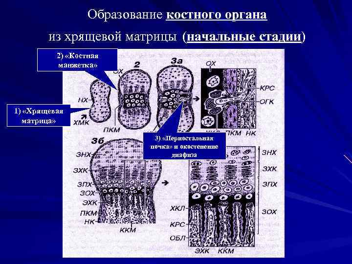 Образование костного органа из хрящевой матрицы (начальные стадии) 2) «Костная манжетка» 1) «Хрящевая матрица»
