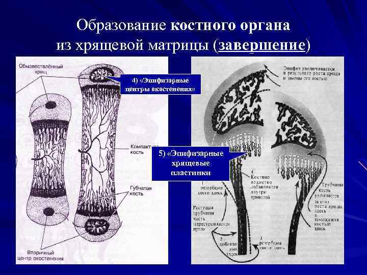 Образование костного органа из хрящевой матрицы (завершение) 4) «Эпифизарные центры окостенения» 5) «Эпифизарные хрящевые