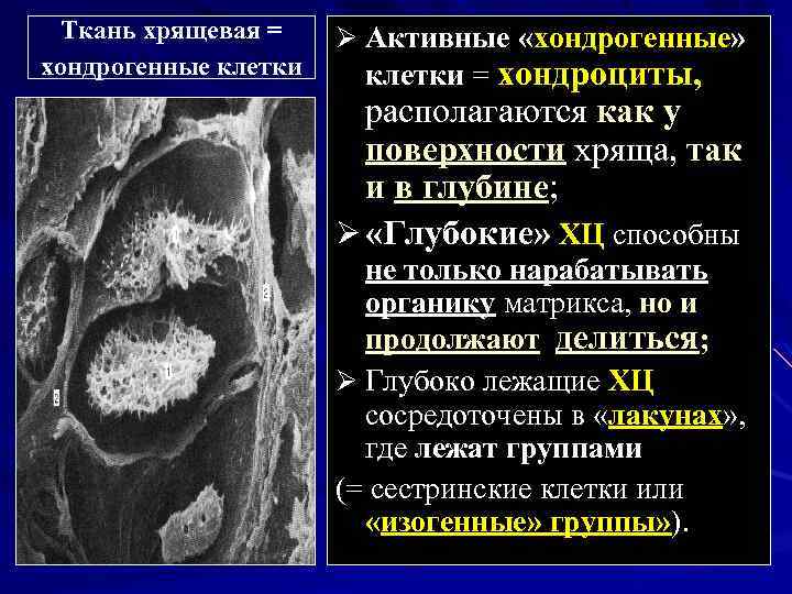 Ткань хрящевая = Ø Активные «хондрогенные» хондрогенные клетки = хондроциты, располагаются как у поверхности