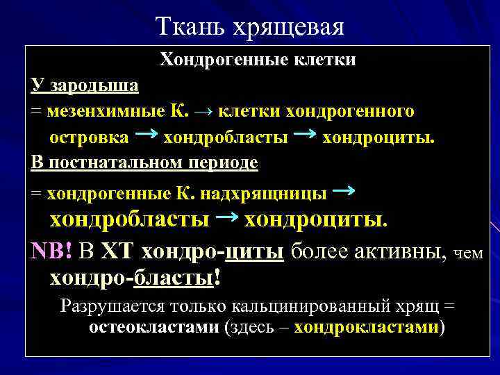 Ткань хрящевая Хондрогенные клетки У зародыша = мезенхимные К. → клетки хондрогенного островка →