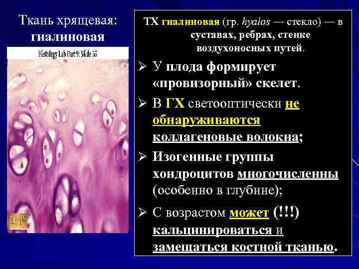 Ткань хрящевая: гиалиновая ТХ гиалиновая (гр. hyalos — стекло) — в суставах, ребрах, стенке