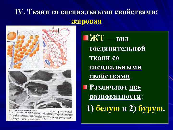 IV. Ткани со специальными свойствами: жировая ЖТ — вид соединительной ткани со специальными свойствами.