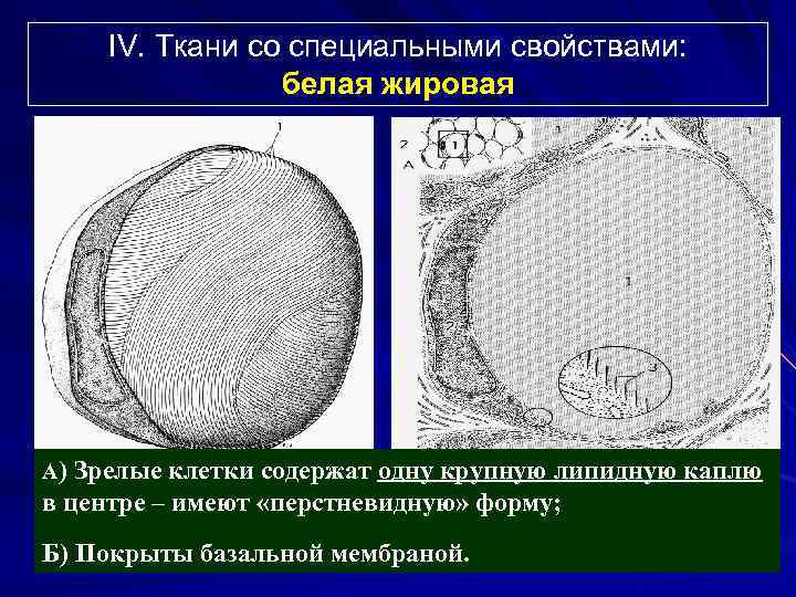 IV. Ткани со специальными свойствами: белая жировая А) Зрелые клетки содержат одну крупную липидную