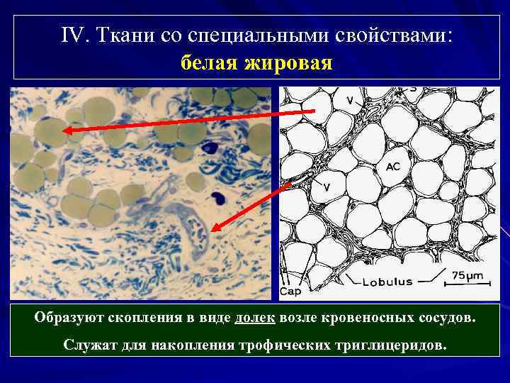 Опорная ткань