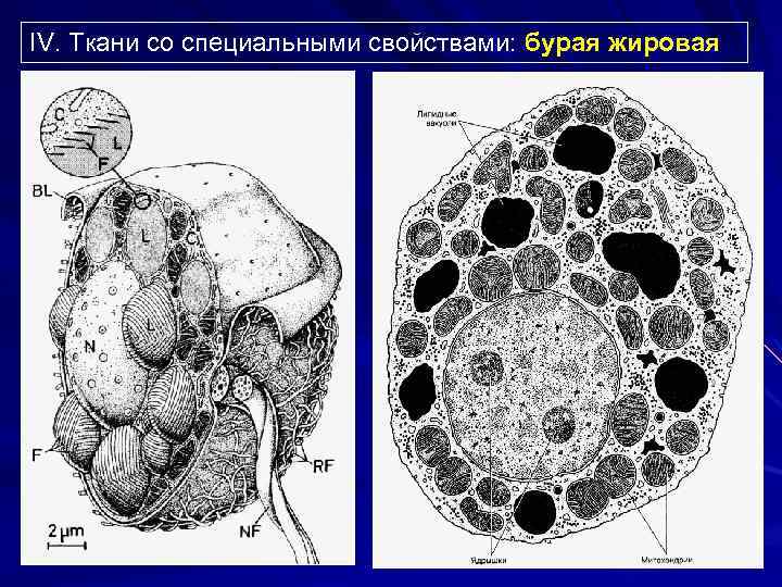 IV. Ткани со специальными свойствами: бурая жировая 