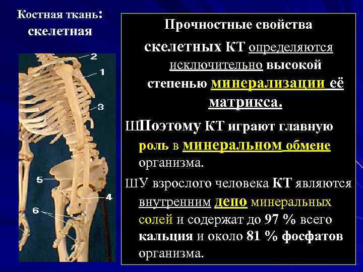 Костная ткань: скелетная Прочностные свойства скелетных КТ определяются исключительно высокой степенью минерализации её матрикса.