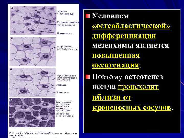 Условием «остеобластической» дифференциации мезенхимы является повышенная оксигенация: Поэтому остеогенез всегда происходит вблизи от кровеносных