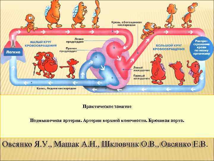 Практическое занятие Подмышечная артерия. Артерии верхней конечности. Брюшная аорта. Овсянко Я. У. , Машак