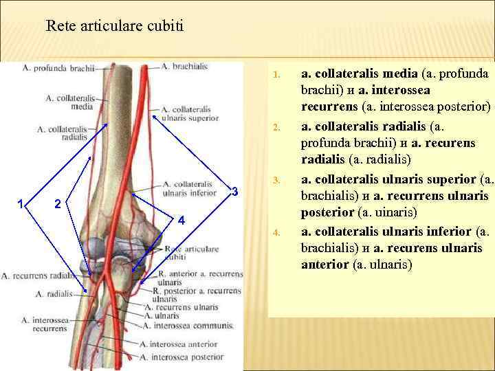 Rete articulare cubiti 1. 2. 1 3 2 4 3. 4. a. collateralis media