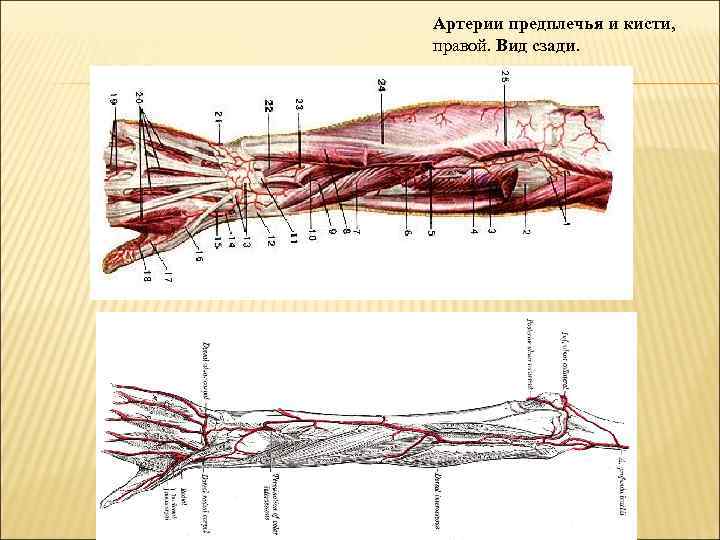 Артерии предплечья и кисти. Артерии и вены предплечья. Анатомия сосудов предплечья человека.