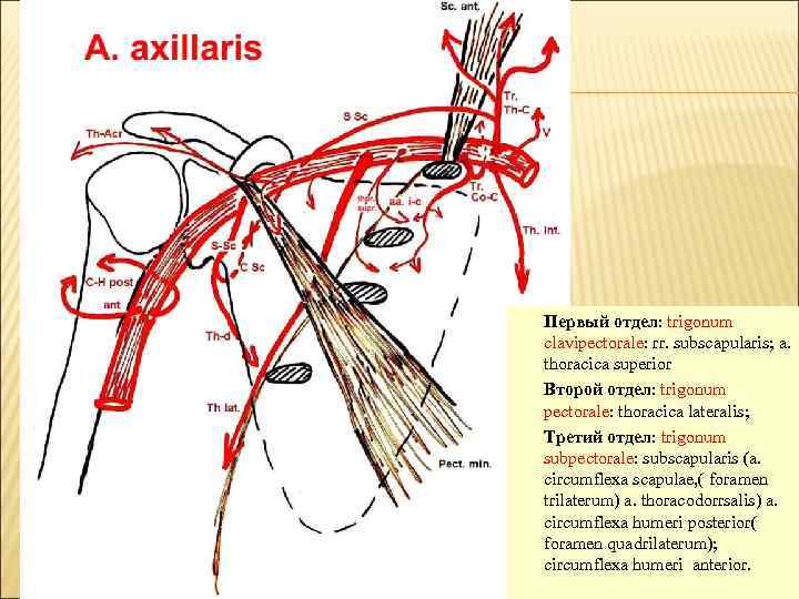 Первый отдел: trigonum clavipectorale: rr. subscapularis; a. thoracica superior Второй отдел: trigonum pectorale: thoracica