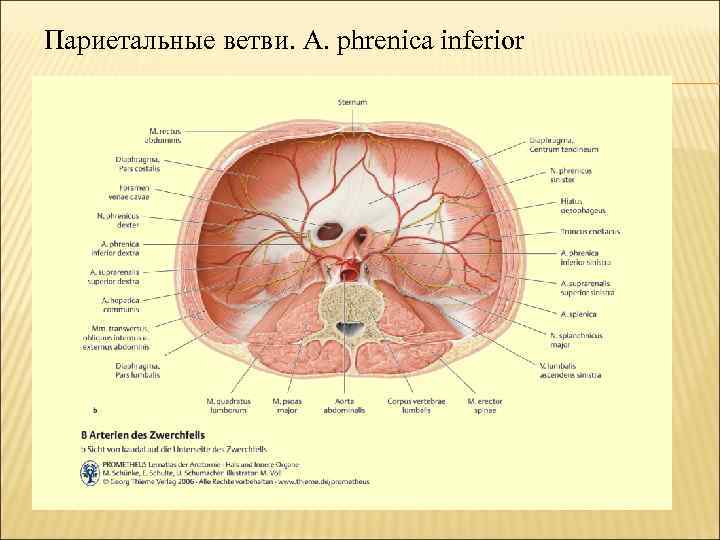 Париетальные ветви. A. phrenica inferior 