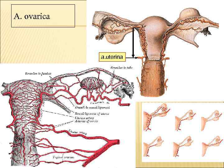 A. ovarica a. uterina 