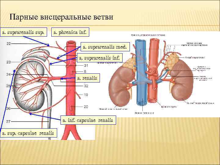 Парные висцеральные ветви a. suprarenalis sup. a. phrenica inf. a. suprarenalis med. a. suprarenalis