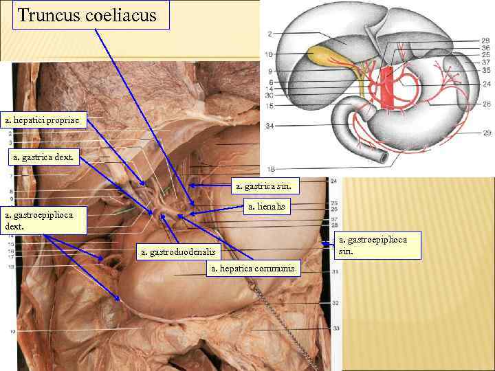 Truncus coeliacus a. hepatici propriae a. gastrica dext. a. gastrica sin. a. lienalis a.