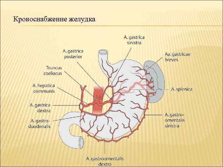 Кровоснабжение желудка 