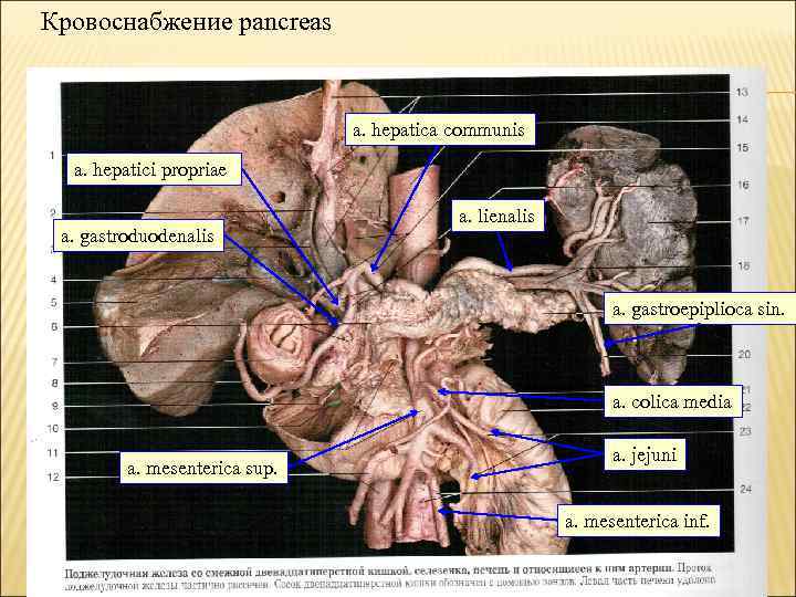 Кровоснабжение pancreas a. hepatica communis a. hepatici propriae a. gastroduodenalis a. lienalis a. gastroepiplioca