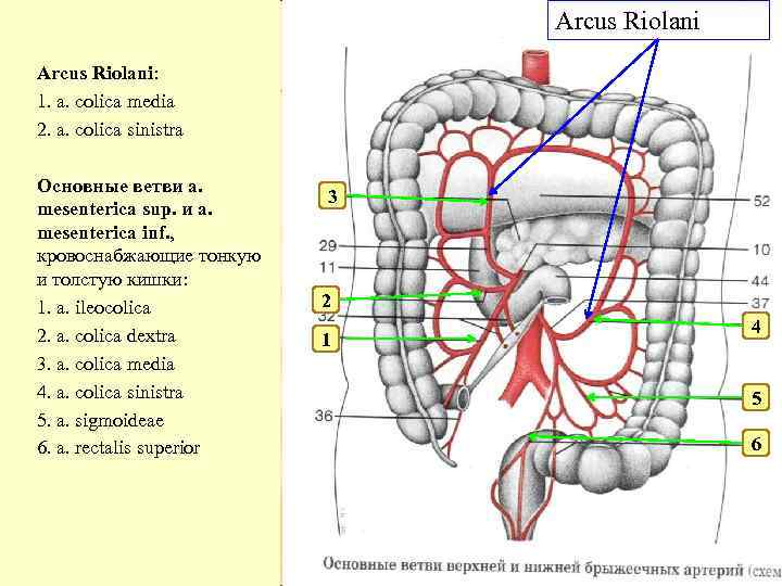 Arcus Riolani: 1. a. colica media 2. a. colica sinistra Основные ветви a. mesenterica