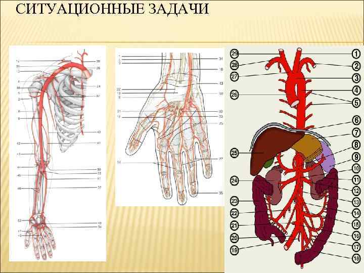 СИТУАЦИОННЫЕ ЗАДАЧИ 