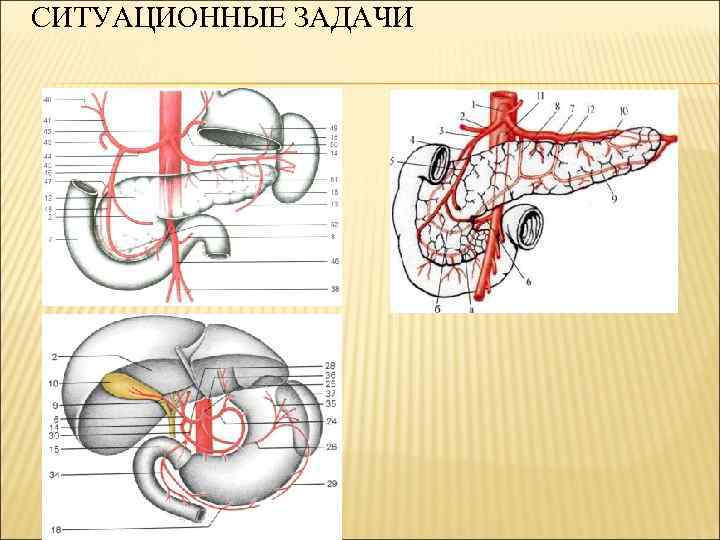 СИТУАЦИОННЫЕ ЗАДАЧИ 