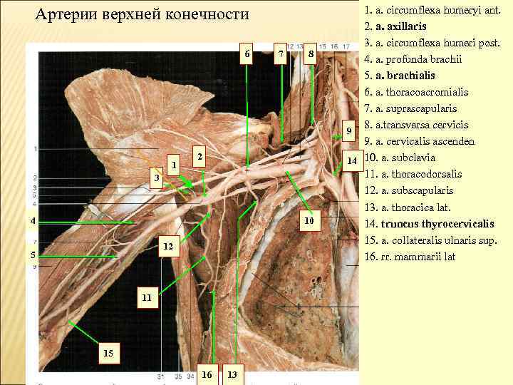 Артерии верхней конечности 6 1 7 8 2 3 4 10 12 5 11