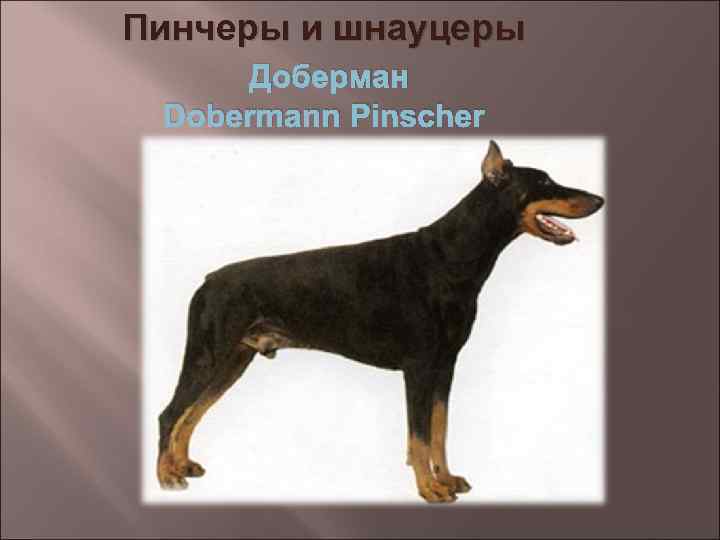 Пинчеры и шнауцеры Доберман Dobermann Pinscher 