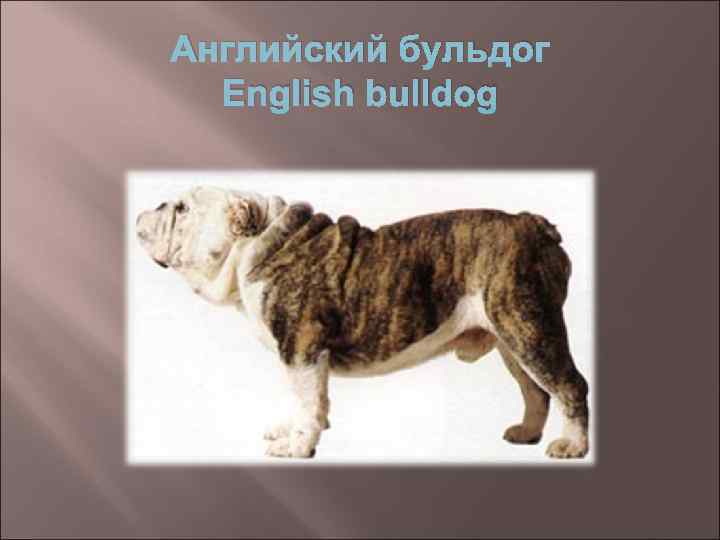 Английский бульдог English bulldog 