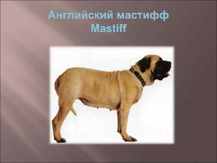 Английский мастифф Mastiff 