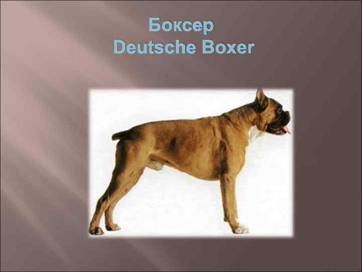 Боксер Deutsche Boxer 