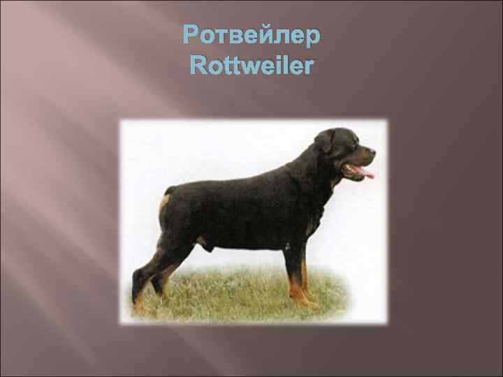 Ротвейлер Rottweiler 