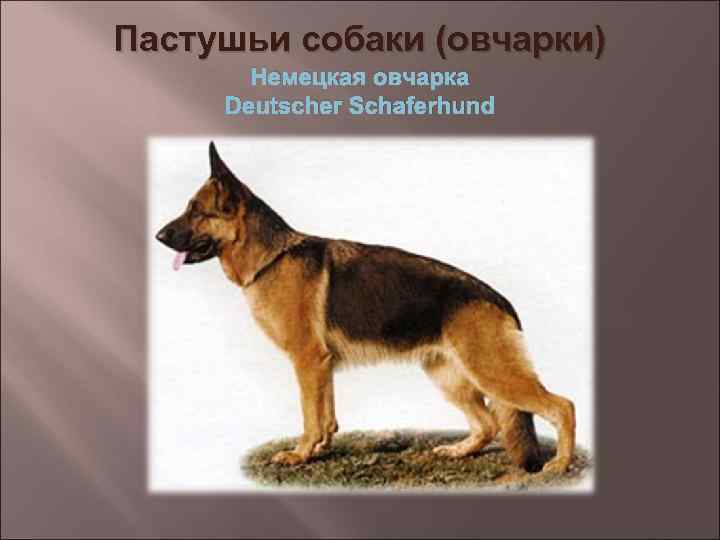 Пастушьи собаки (овчарки) Немецкая овчарка Deutscher Schaferhund 