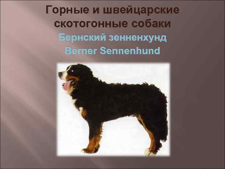 Горные и швейцарские скотогонные собаки Бернский зенненхунд Berner Sennenhund 